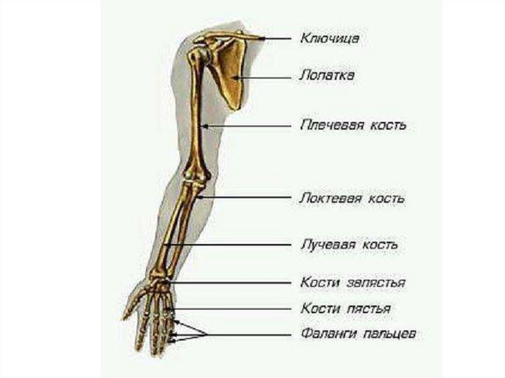 5 кость пояса верхних конечностей. Отделы и кости скелета верхней конечности. Скелет пояса верхних конечностей. Кости пояса верхней конечности человека анатомия. Строение скелета плечевого пояса.