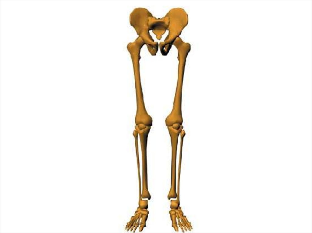 1 скелет голени. Скелет ноги. Скелет ноги человека. Скелет нижних конечностей без подписей. Скелет нижних конечностей.