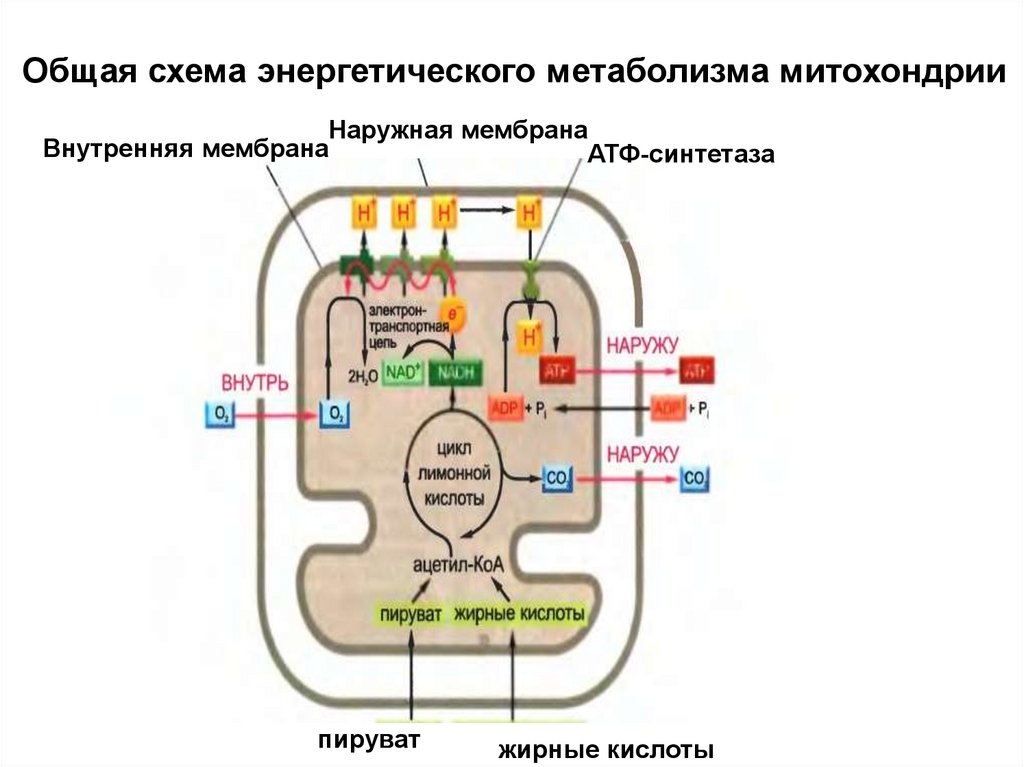 Митохондрии энергетические станции клетки