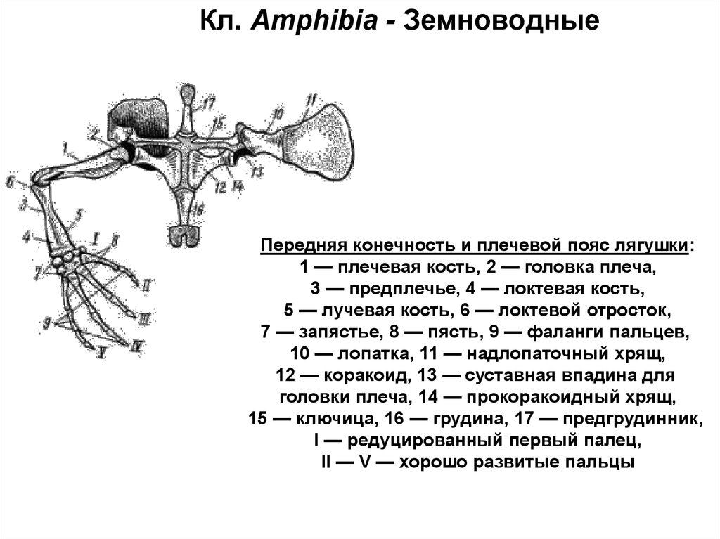 Пояса конечностей земноводных