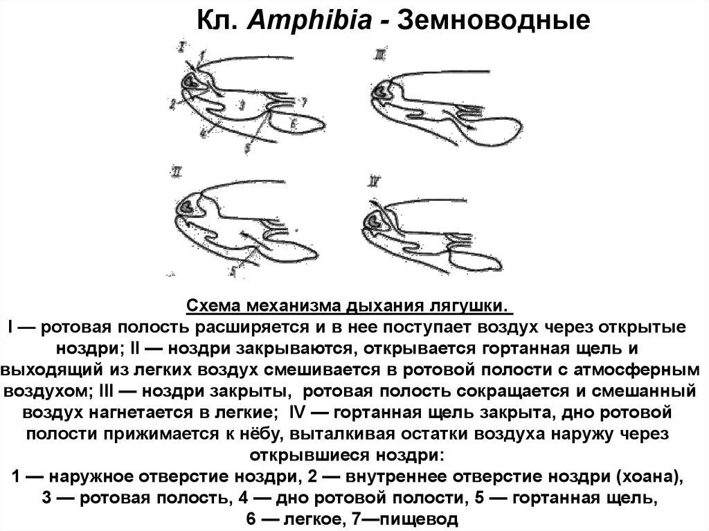 Схема дыхательной системы земноводных - 93 фото