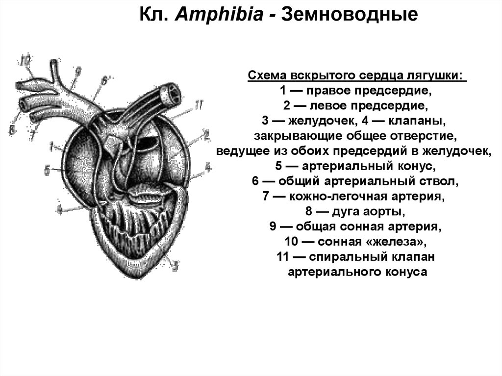 Схема сердца земноводных. Схема строения вскрытого сердца лягушки. Строение сердца земноводных. Сердце земноводных схема. Строение сердца амфибий.