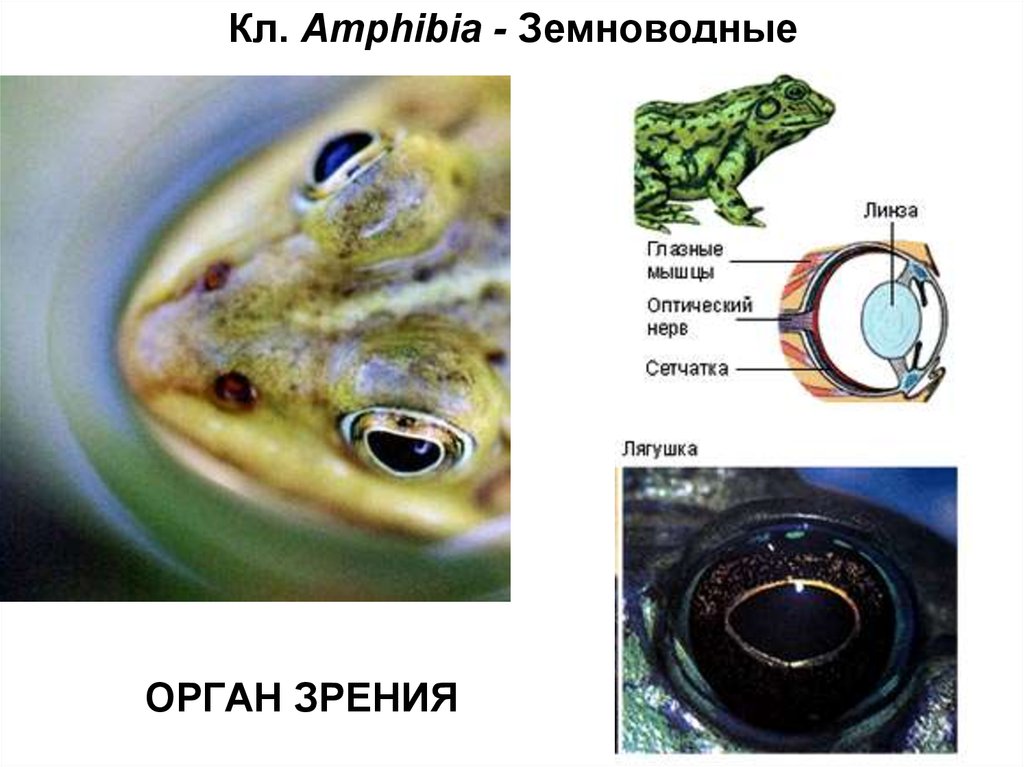 Органы чувств класса земноводные