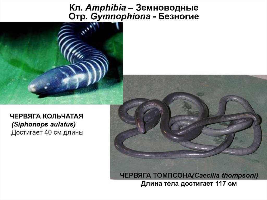 Червяга горна. Отряд безногие кольчатая червяга. Безногие строение червяги. Цейлонский рыбозмей отряд. ЧАНГАМСКАЯ червяга.