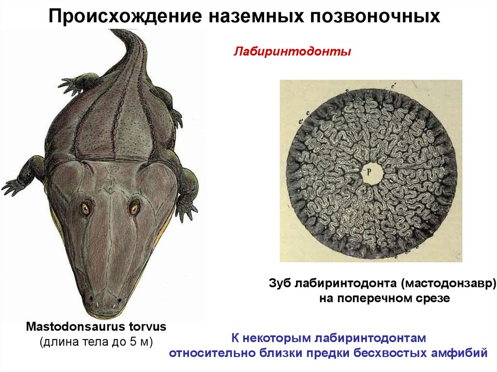 Первые истинные наземные позвоночные