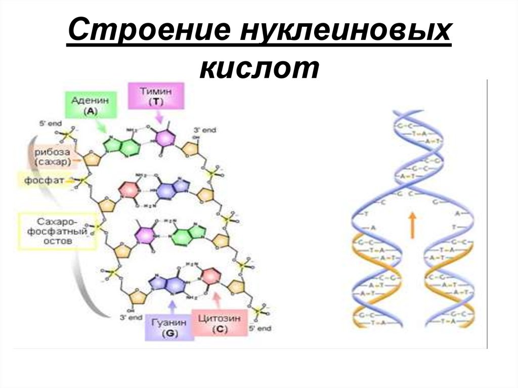 Структура белка закодирована в молекуле днк. Состав нуклеиновых кислот биология. Структура нуклеиновых кислот биология. Нуклеиновые кислоты строение структура. Нуклеиновые кислоты нуклеиновые кислоты.