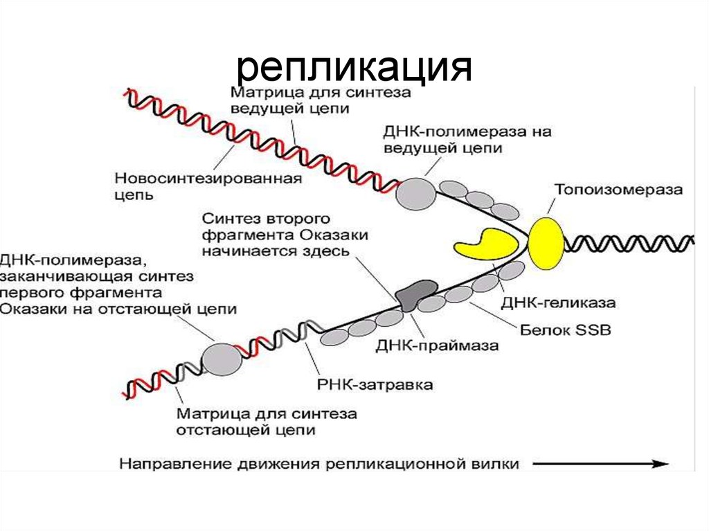 Репликация данных это. Схема процесса репликации ДНК. Механизм репликации ДНК схема. Этапы репликации ДНК схема. Схема репликации с ферментами.