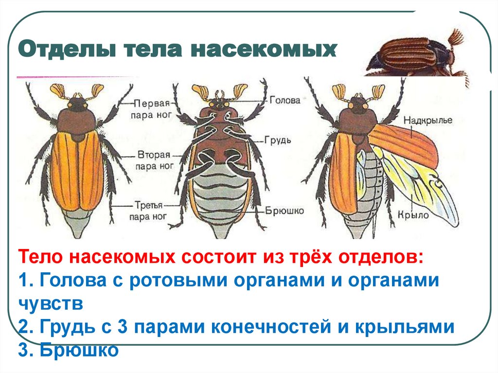 Три пары ног у. Отделы тела насекомых 7 класс биология. Строение насекомых 7 класс биология. Внешнее строение насекомого Майский Жук. Внешнее строение насекомых 7 класс биология таблица.