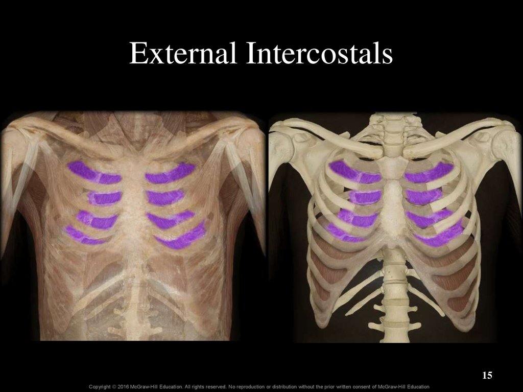 External Intercostals