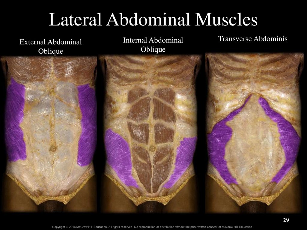 Lateral Abdominal Muscles