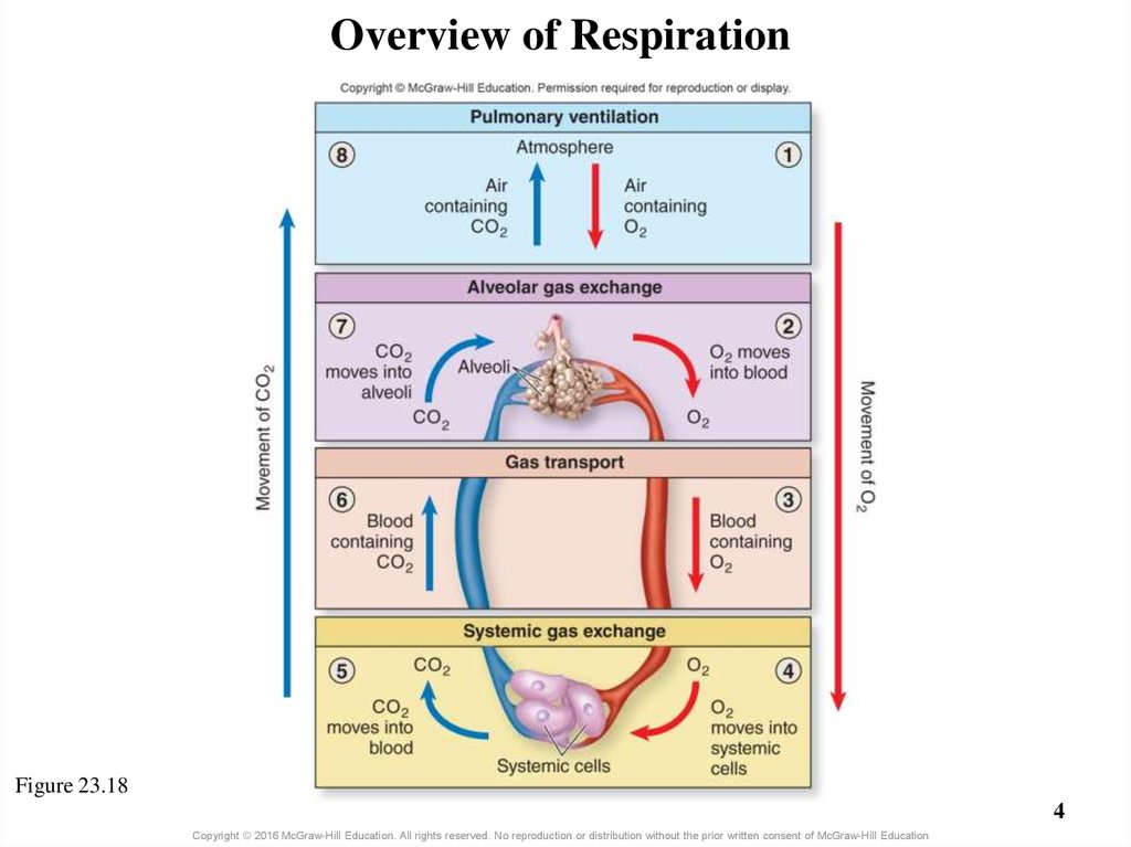 Overview of Respiration