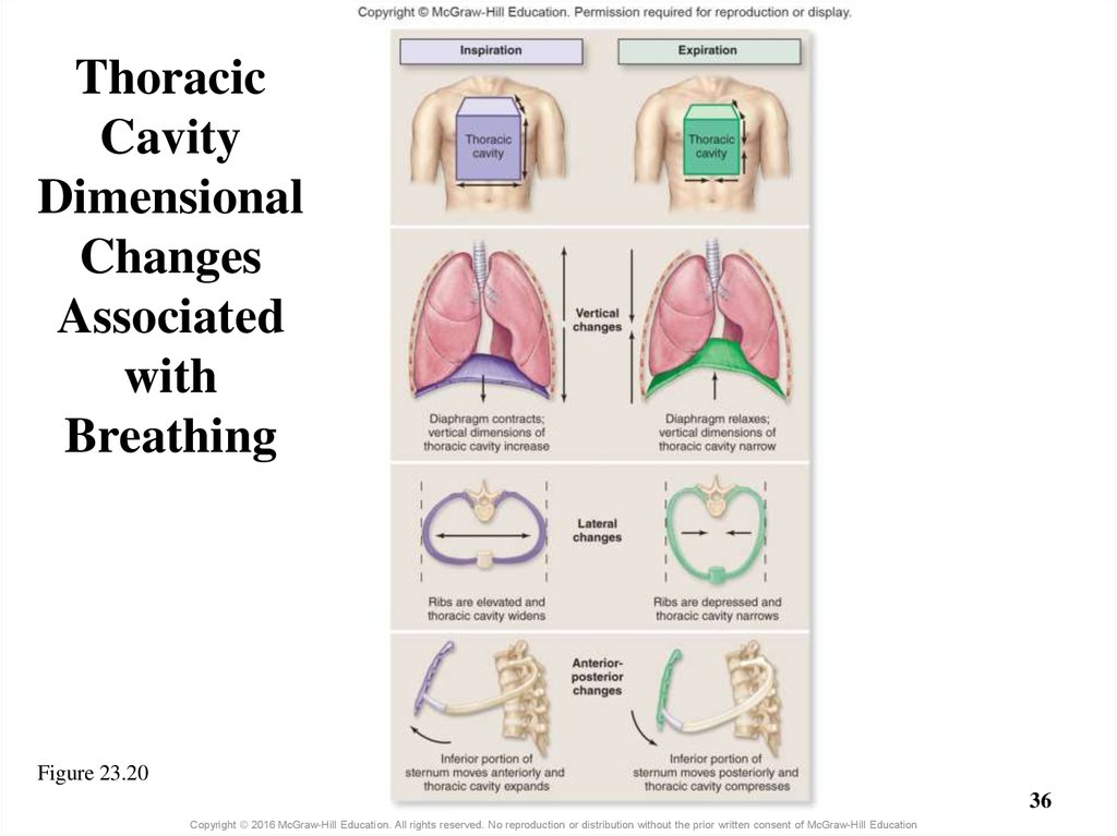 Thoracic Cavity Dimensional Changes Associated with Breathing