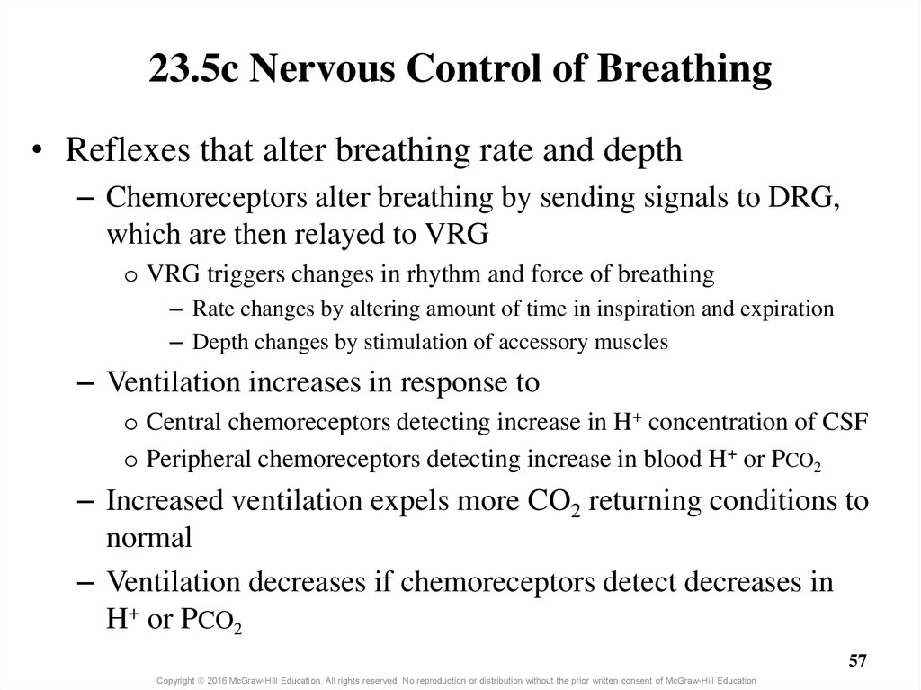 23.5c Nervous Control of Breathing