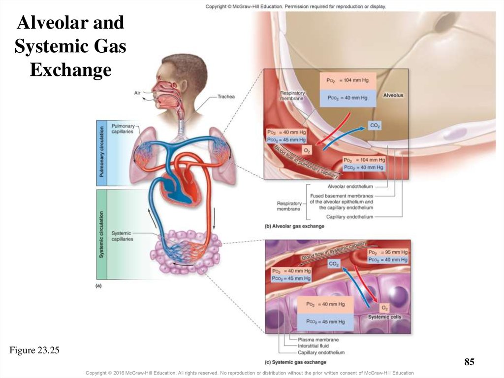 Alveolar and Systemic Gas Exchange