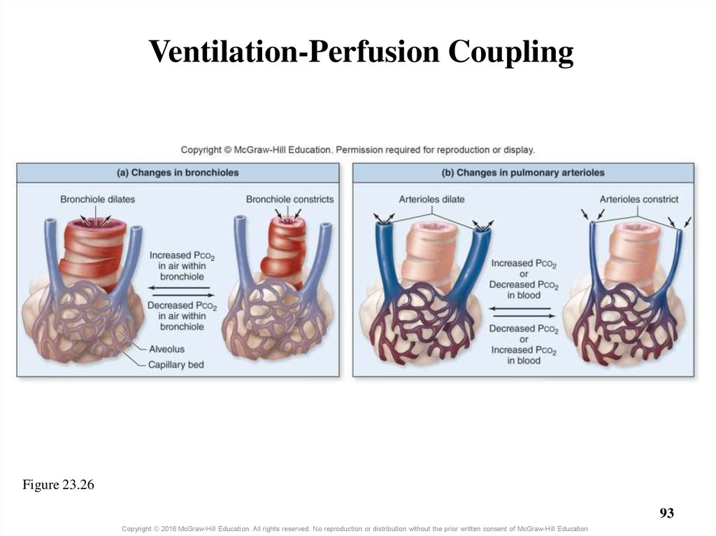 Ventilation-Perfusion Coupling