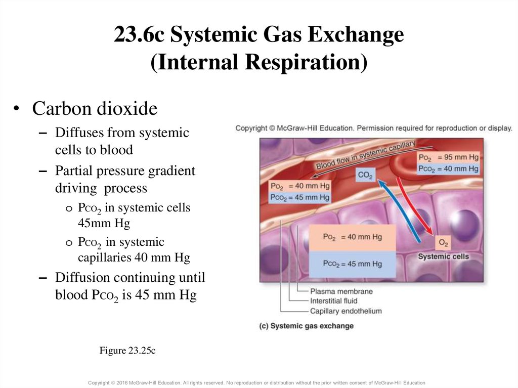 23.6c Systemic Gas Exchange (Internal Respiration)
