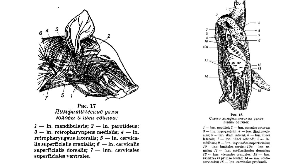 Лимфоузлы у собаки схема