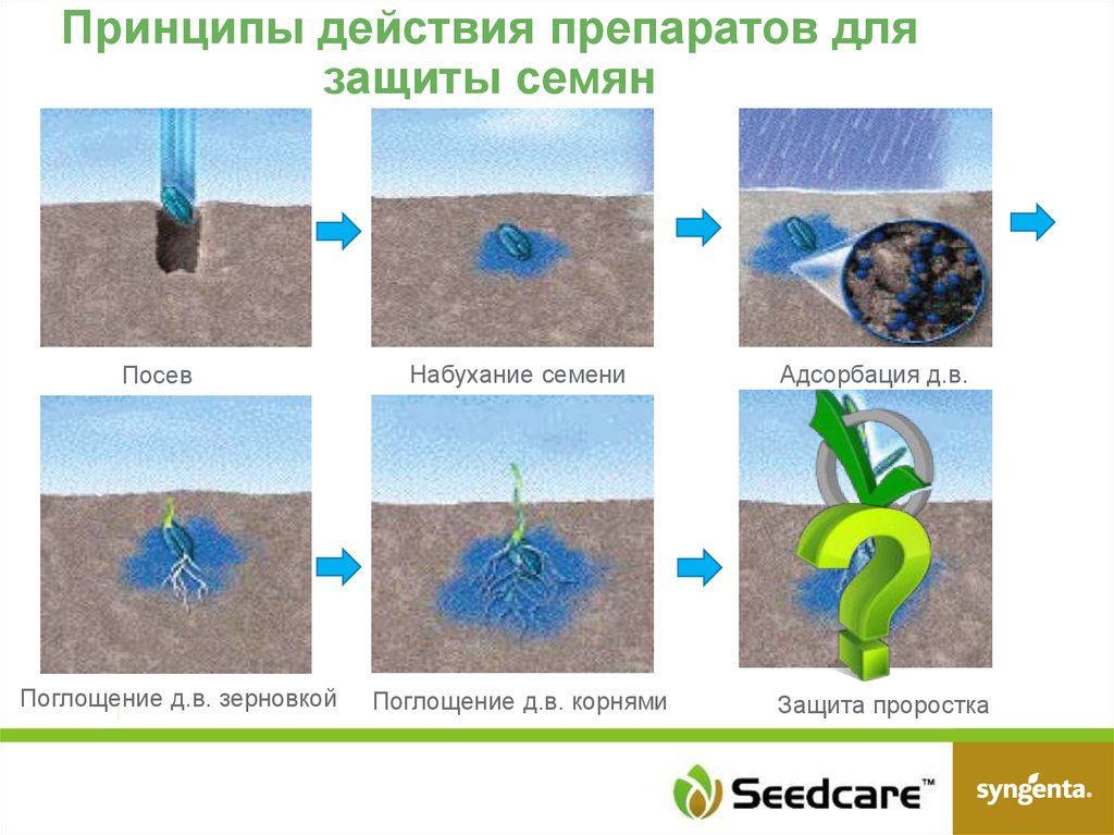Защита корень. Защита посевов семян. Рисунки набухания семян. Корневой защитой. Сила в корнях с защитой семян.