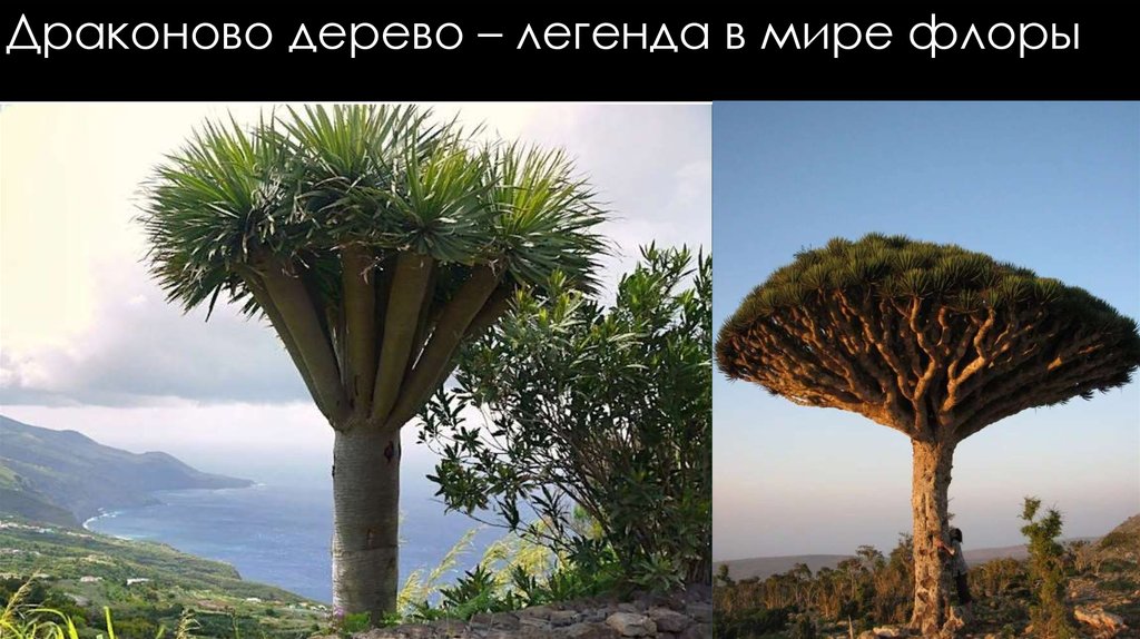Драконово дерево – легенда в мире флоры