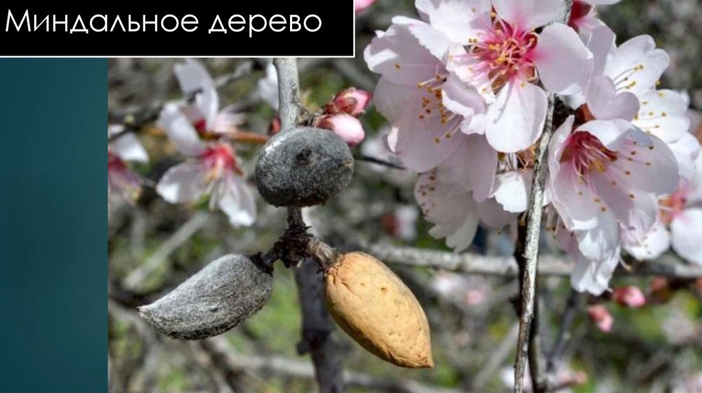Миндальное дерево