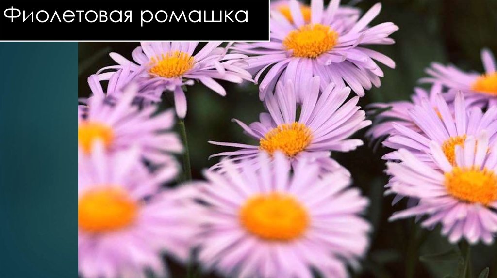 Фиолетовая ромашка