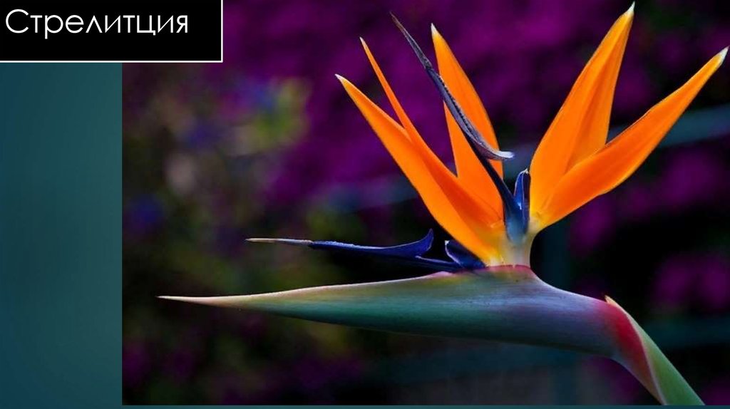 Стрелитция