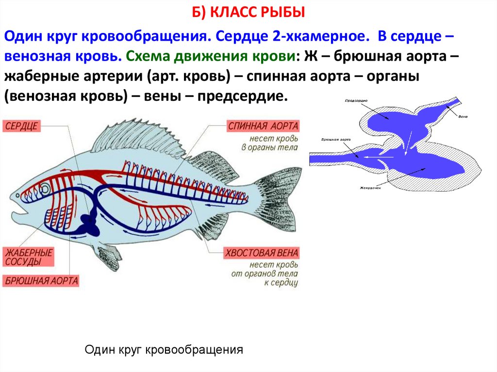 Сердце рыб состоит из камер