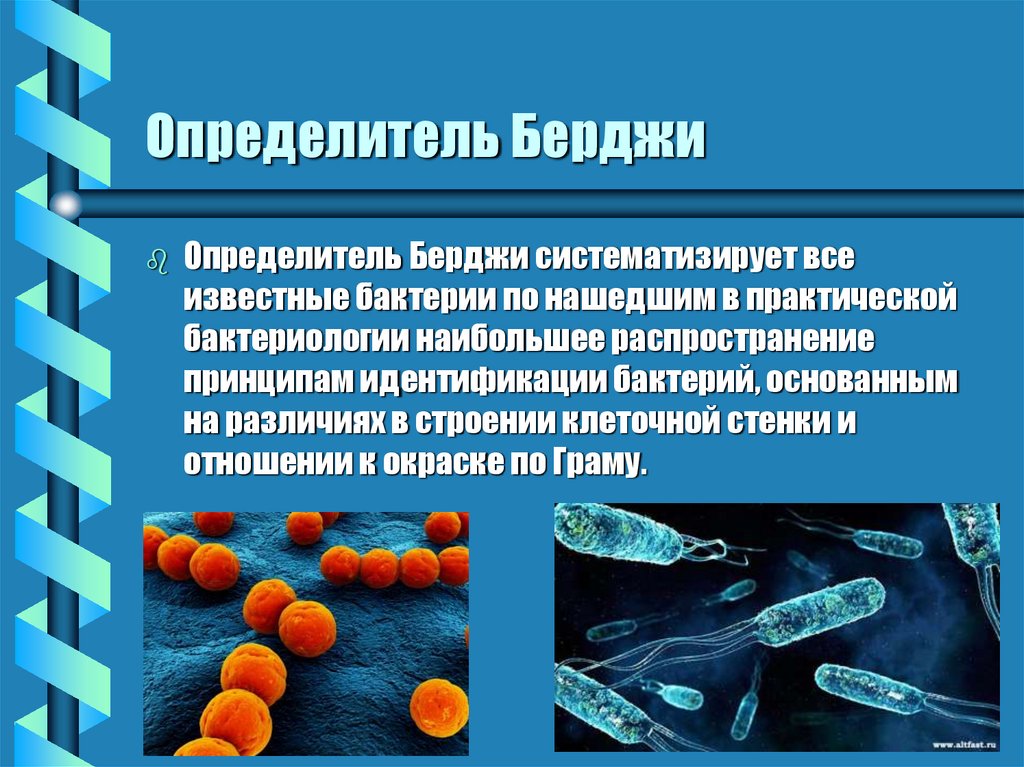Три группы бактерий