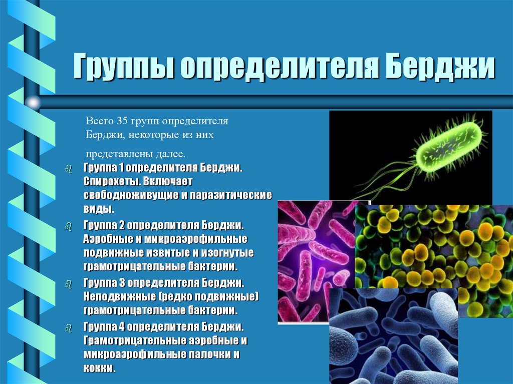 Представители группы бактерии. Классификация бактерий Берджи. Берджи классификация микроорганизмов. Определитель бактерий Берджи. Определитель прокариот по Берджи.