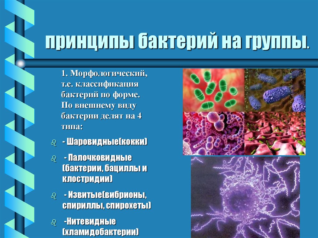 6 групп бактерий