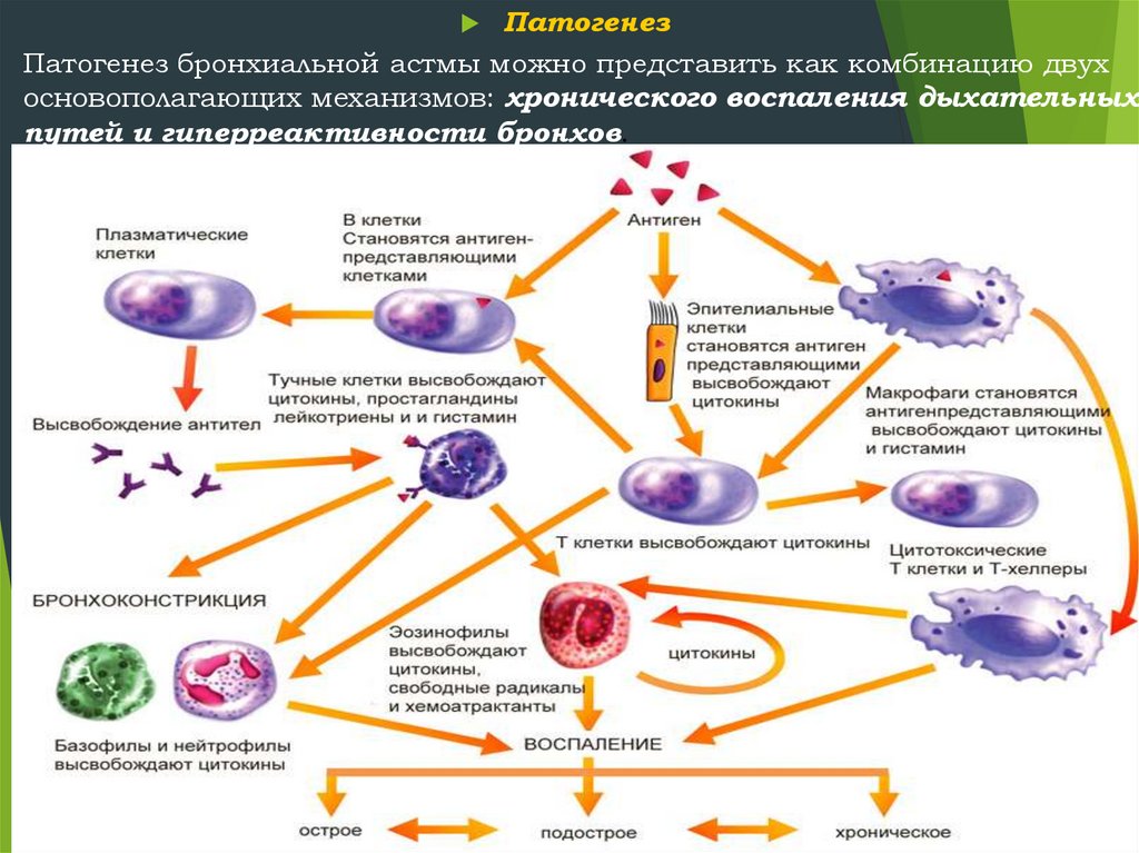 Бронхиальная астма схема