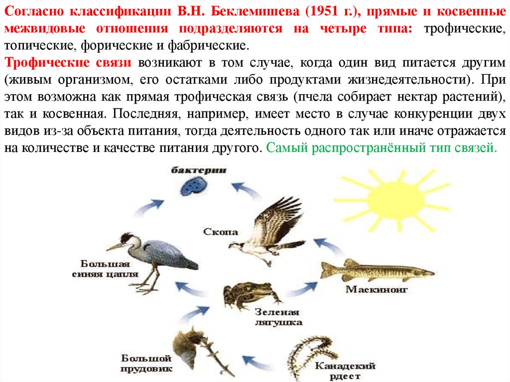 Типы организмов. Трофический Тип связи. Прямых и косвенных трофических связей.. Примеры прямых и косвенных трофических связей. Косвенные трофические связи.