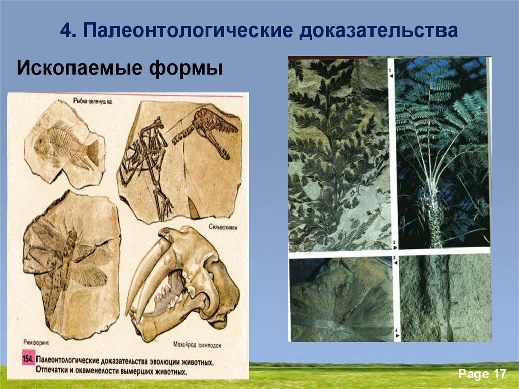 Ископаемые формы. Палеонтология палеонтологические доказательства. Ископаемые остатки доказательства эволюции. Палеонтологические доказательства ископаемые остатки. Палеонтологические доказательства формы.