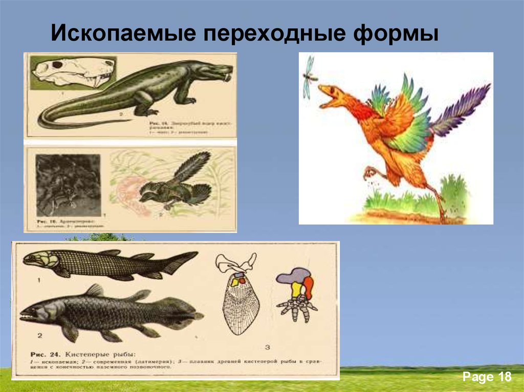 Какие ископаемые формы организмов относятся к переходным рассмотрите рисунок 143