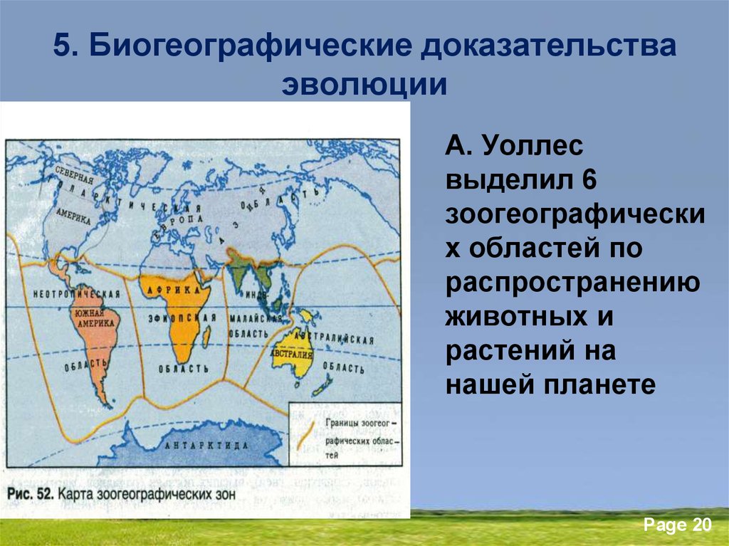 Доказательства эволюции 11 класс. Биогеографические доказательства эволюции. Доказательства эволюции биогеографические доказательства. Биогеографические доказательства эволюции таблица. Биогеографические биогеографические доказательства эволюции.