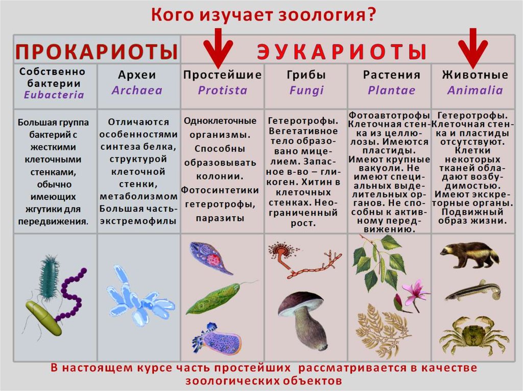 Растения эукариотические организмы