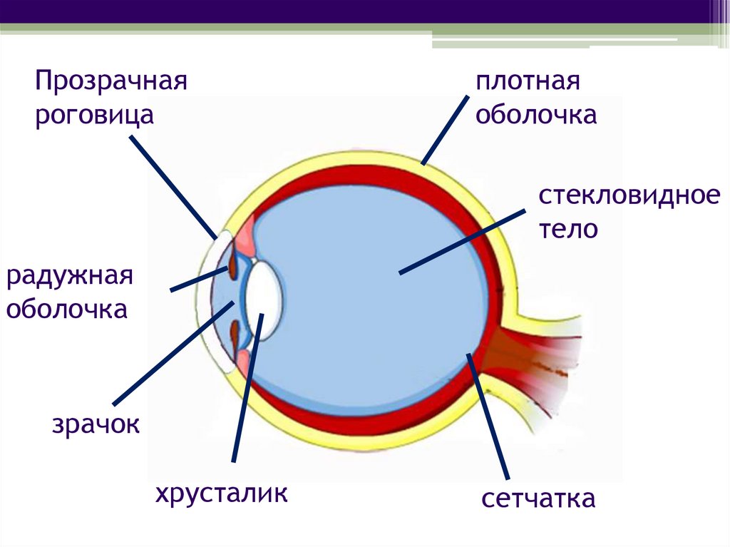 Нервная система органов зрения