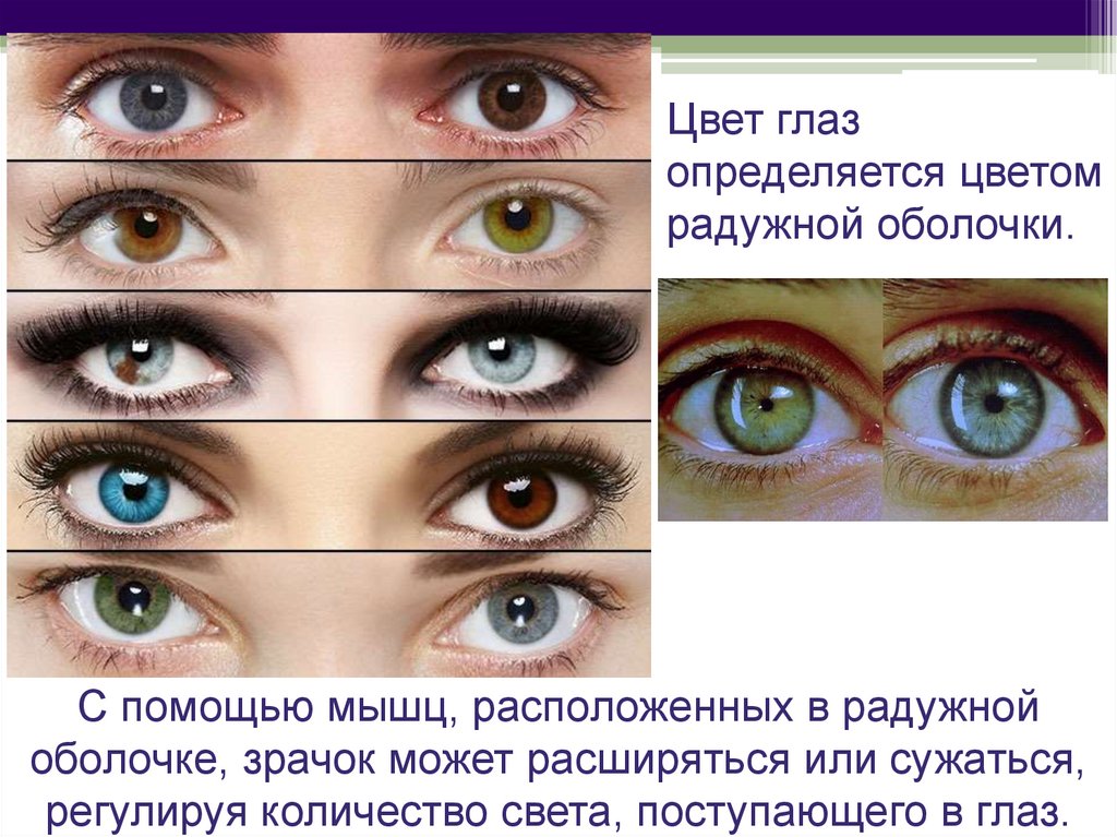 Какой процент глаз. От чего зависит цвет глаз. Наследование цвета глаз. Цвет глаз зависит от. Наследуемость цвета глаз.