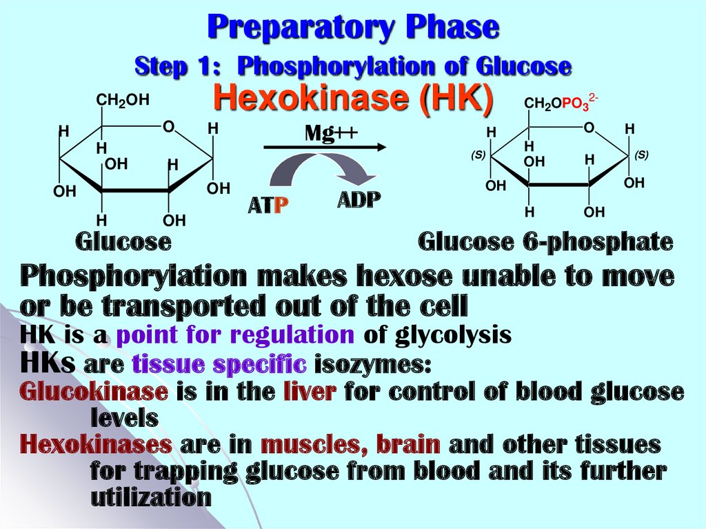 Preparatory Phase Step 1: Phosphorylation of Glucose Hexokinase (HK)
