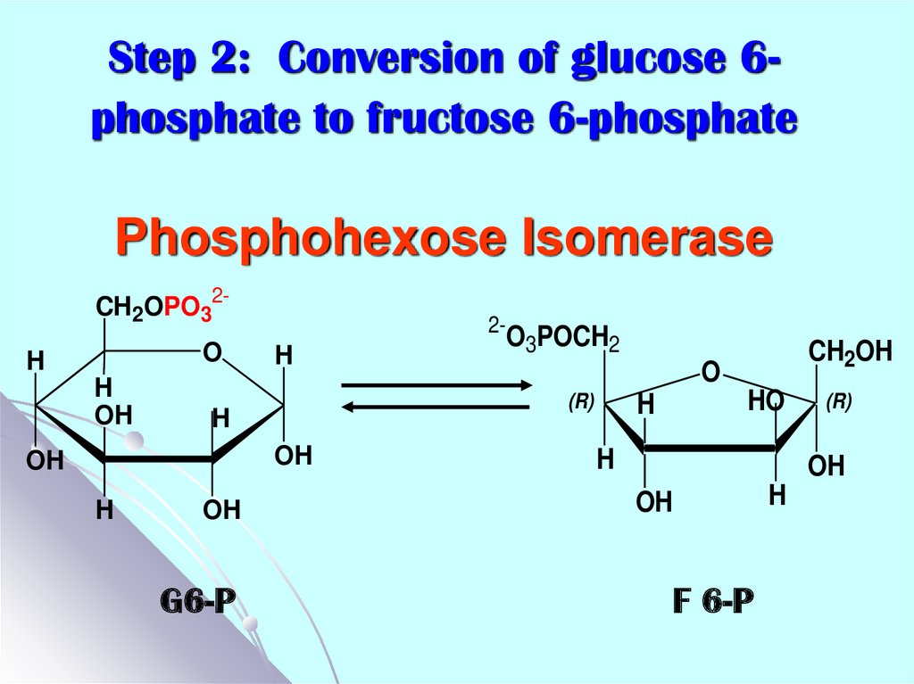 Step 2: Conversion of glucose 6-phosphate to fructose 6-phosphate Phosphohexose Isomerase