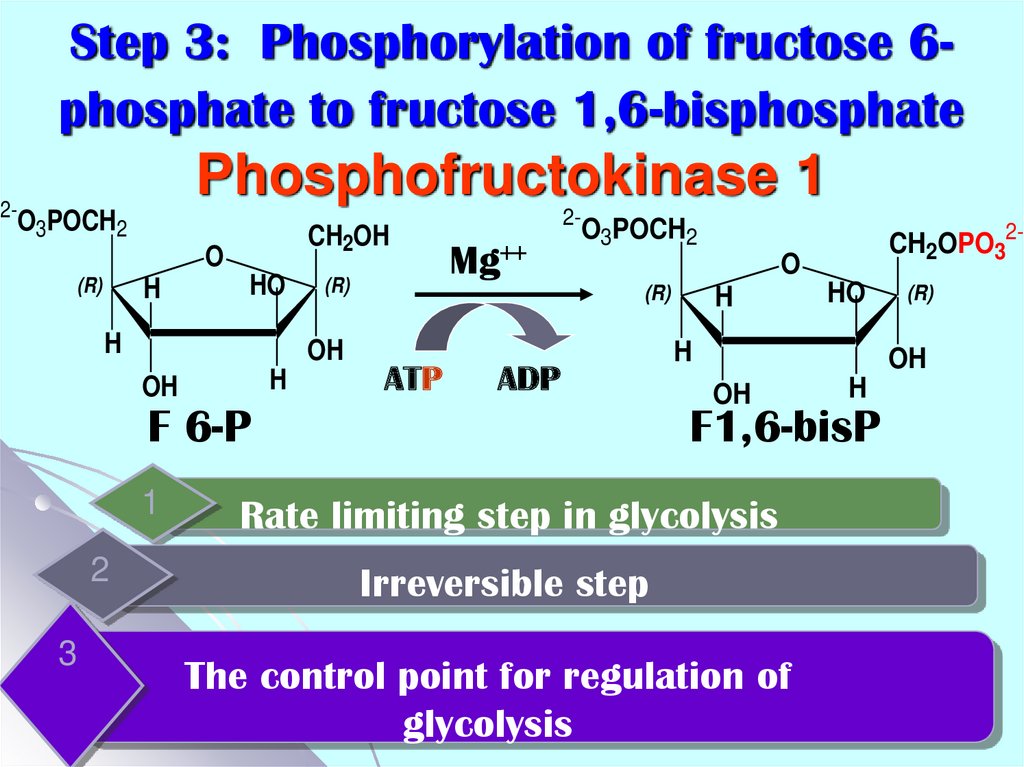 Step 3: Phosphorylation of fructose 6-phosphate to fructose 1,6-bisphosphate Phosphofructokinase 1