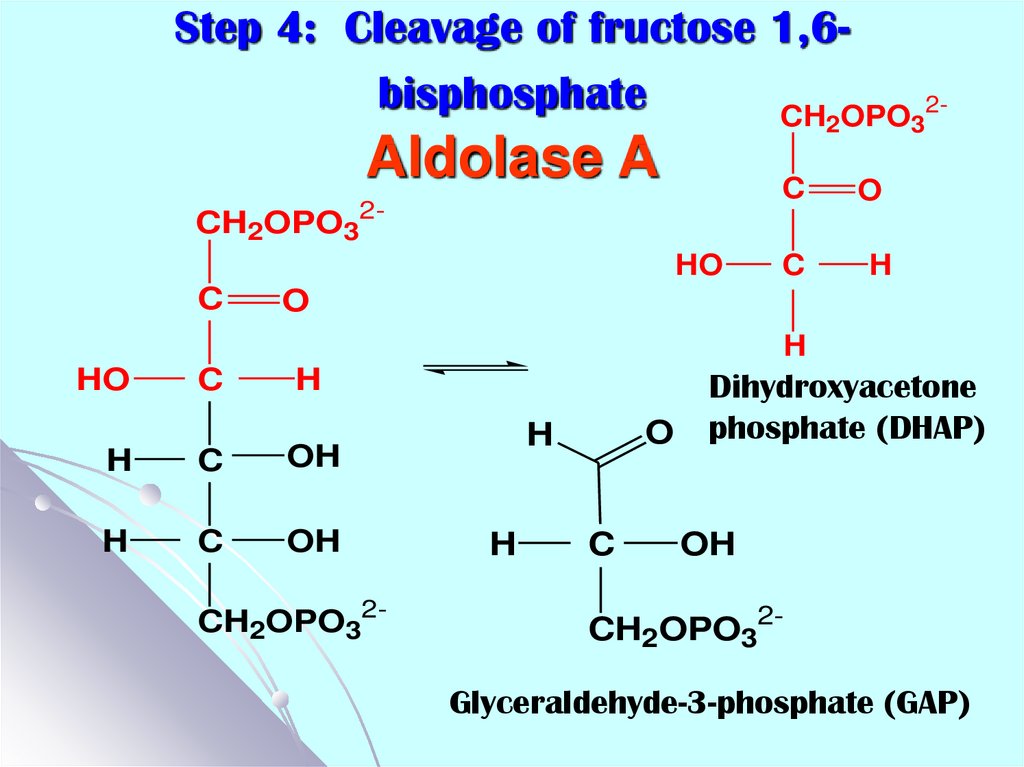 Фруктоза белки. Фруктоза альдолаза. Fructose 2,6 bisphosphate Regulation of glycolysis. Гликолиз галактозы. Фруктозо-1,6-фосфатальдолаза.