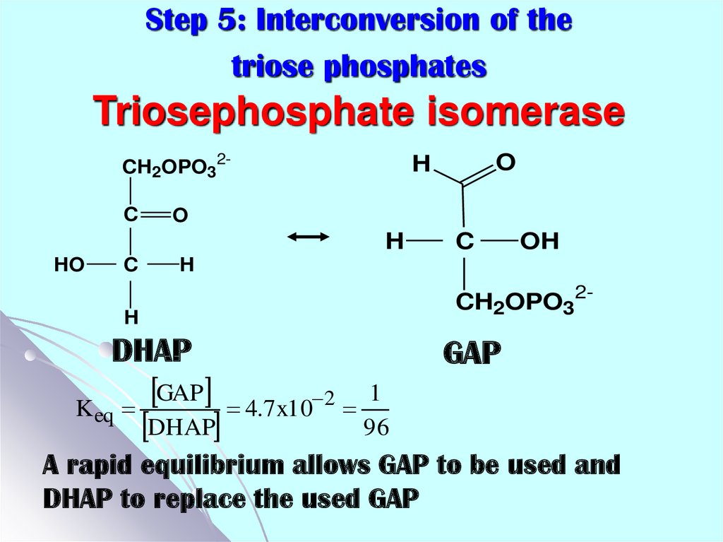 Step 5: Interconversion of the triose phosphates Triosephosphate isomerase