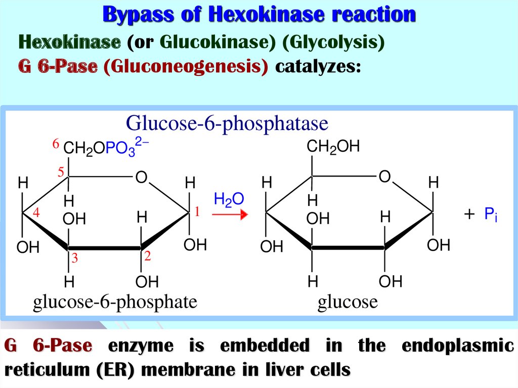 Bypass of Hexokinase reaction
