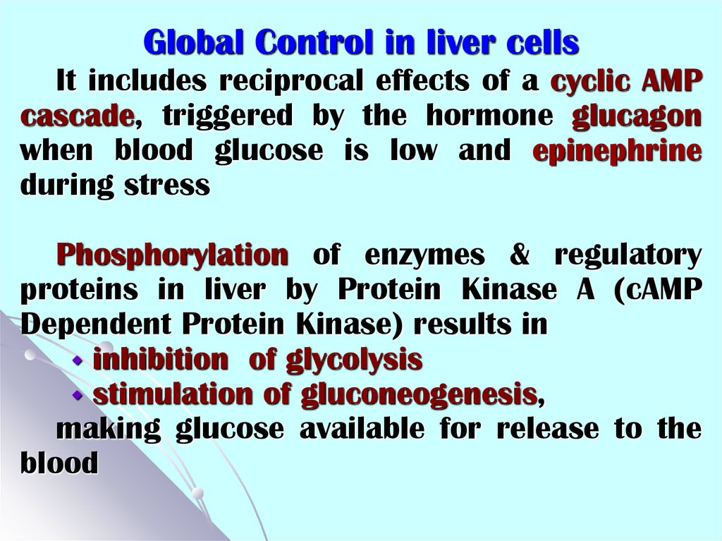 Global Control in liver cells