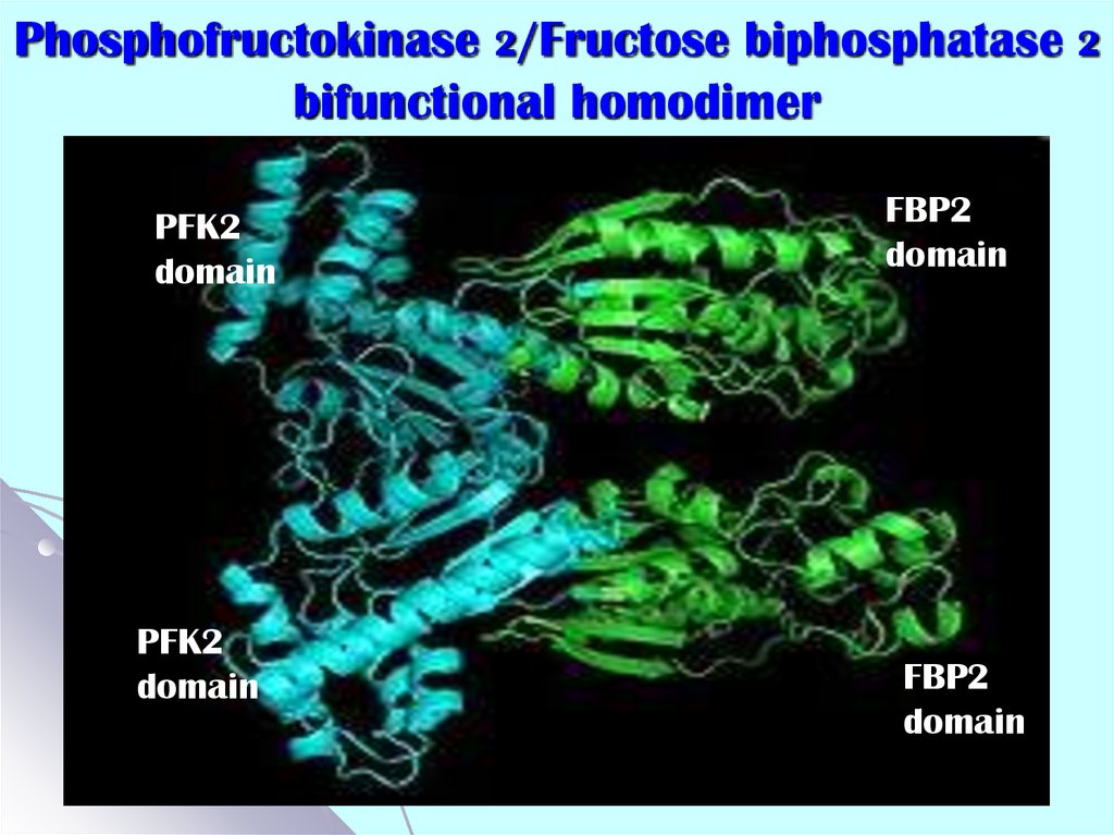 Phosphofructokinase 2/Fructose biphosphatase 2 bifunctional homodimer