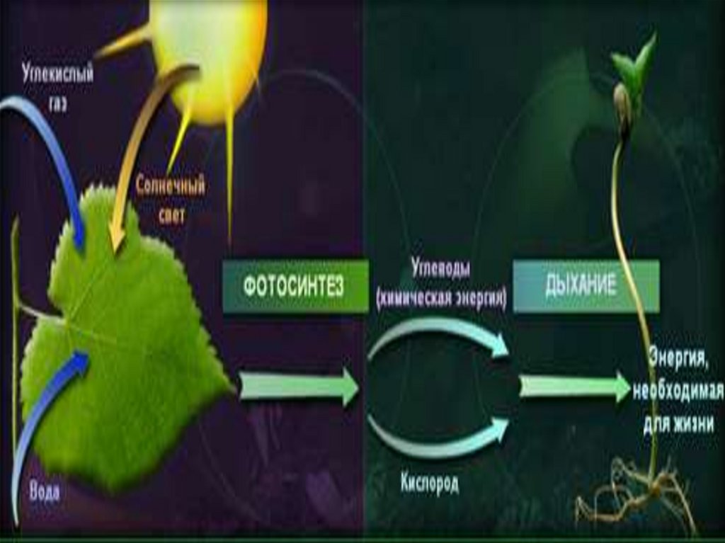 Образование глюкозы в зеленом растении. Фотосинтез. Процесс фотосинтеза 6 класс. Процесс фотосинтеза у растений схема. Процесс фотосинтеза у растений 6 класс.