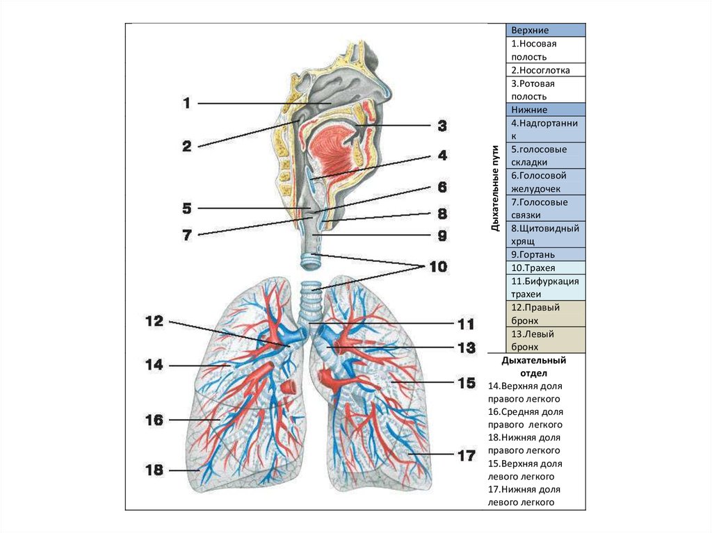 Воздухоносные пути таблица. Схема бронхолегочной системы. Промежуточный бронх нижней доли правого легкого. Бронхолегочная система рисунок. Бронхолегочные сегменты.