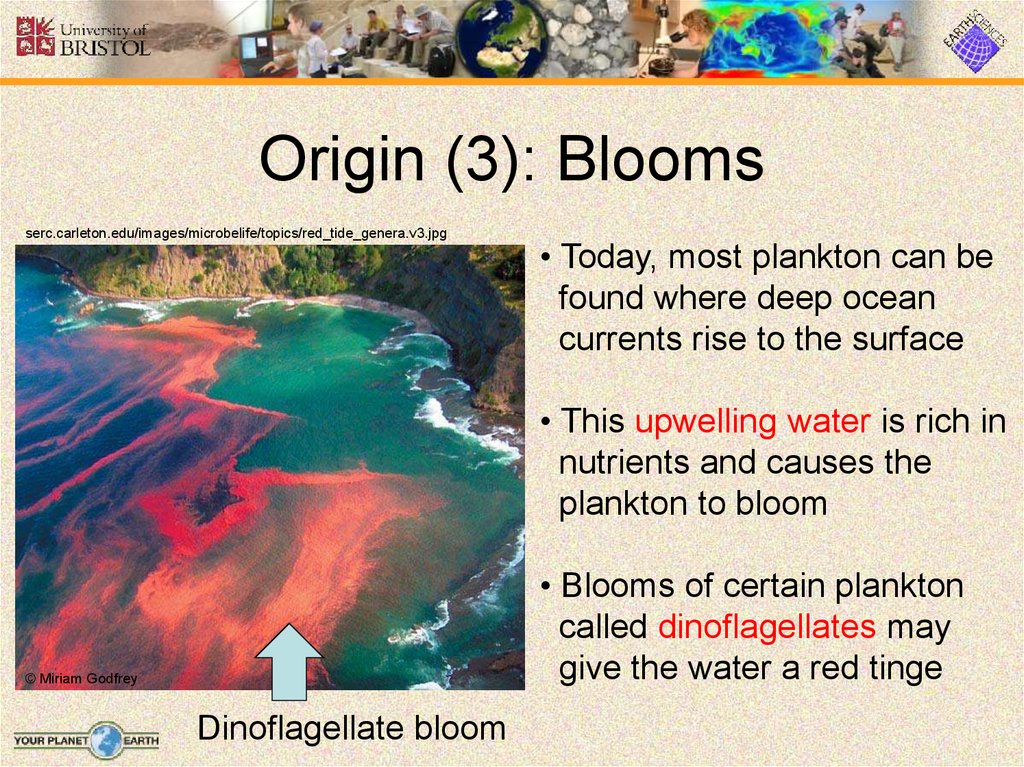 Origin (3): Blooms