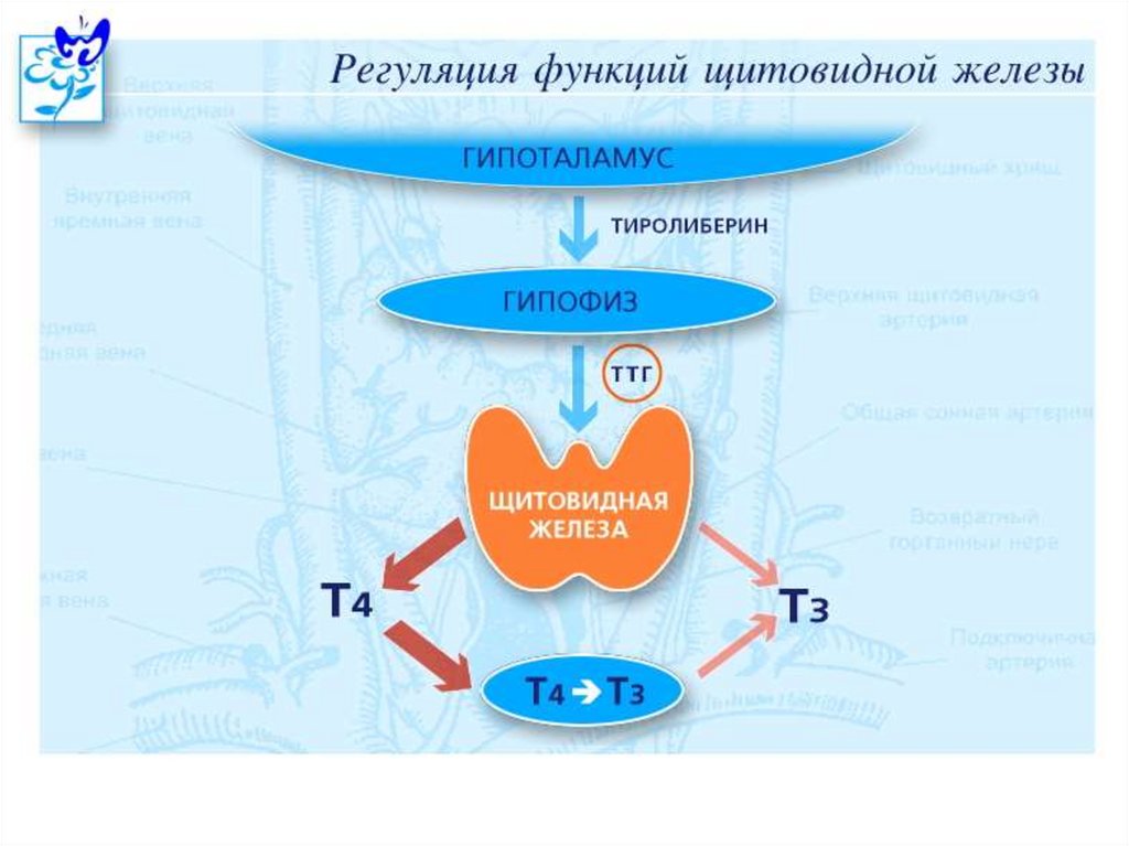 На рисунке изображена схема влияния гипофиза на функционирование щитовидной железы